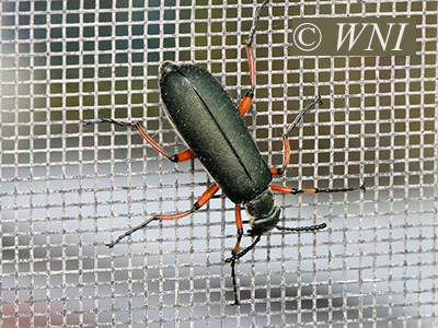 Lytta sayi (Meloidae, Coleoptera)